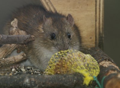 Bruine Rat