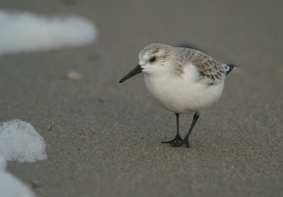 Drieteenstrandloper