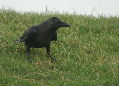 06721 - House Crow - Corvus splendens