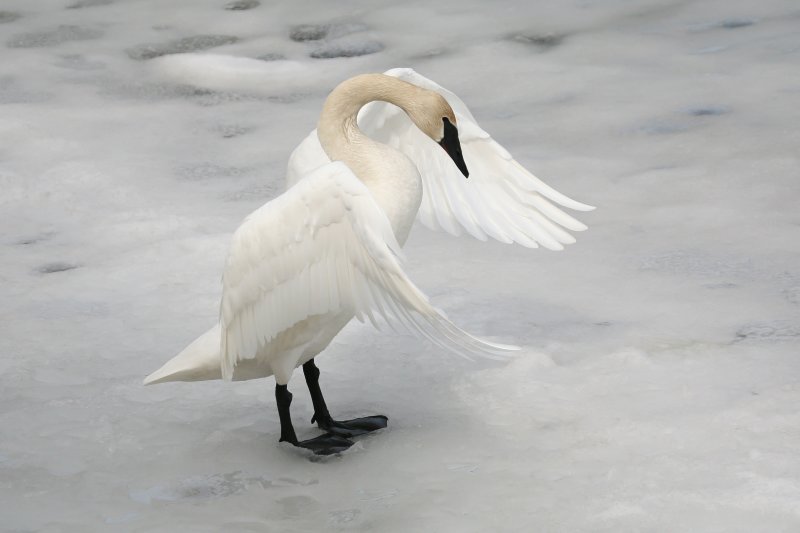 Trumpeter Swan