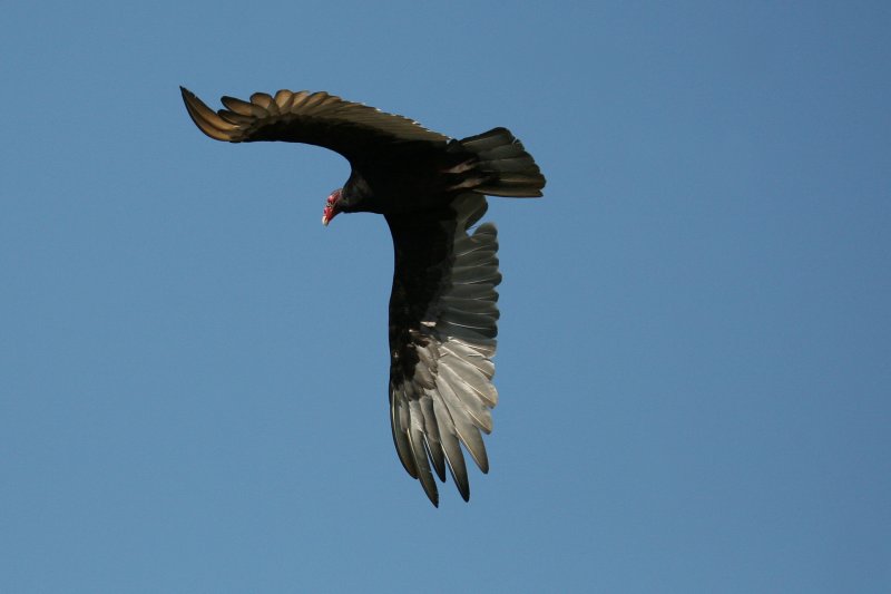 Turkey Vulture