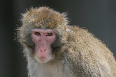 Snow Monkey