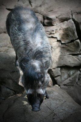 Warty Pig