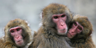 Snow Monkey