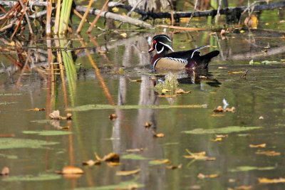 Male Wood Duck