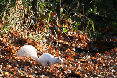 Albino Squirrel
