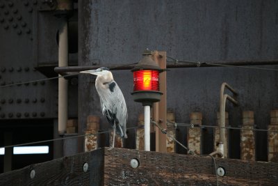 Blue Heron