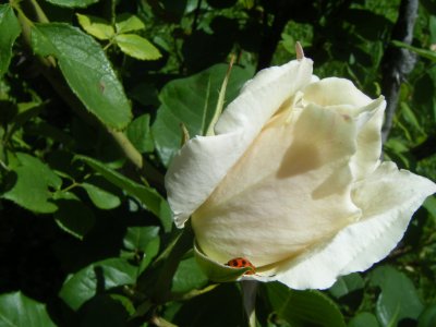 Rose wBug-San Damiano