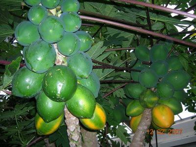 US Botanic Garden Dec2007, papaya