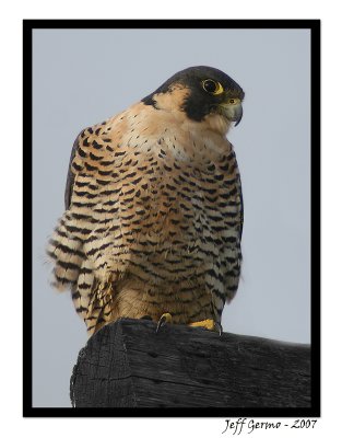 peregrine-falcon.jpg