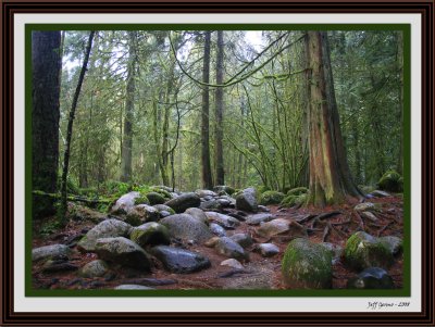 lynn-canyon4-framed.jpg