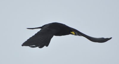 Alpkaja  (Pyrrhocorax graculus) Hafelekar.  Innsbruck