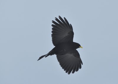  Alpkaja  (Pyrrhocorax graculus) Hafelekar.  Innsbruck