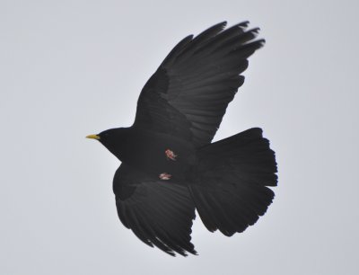 Alpkaja  (Pyrrhocorax graculus) Hafelekar.  Innsbruck