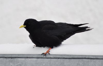  Alpkaja  (Pyrrhocorax graculus) Hafelekar.  Innsbruck