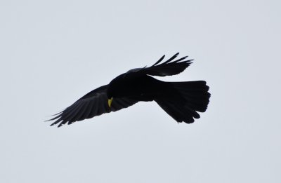  Alpkaja  (Pyrrhocorax graculus) Hafelekar.  Innsbruck