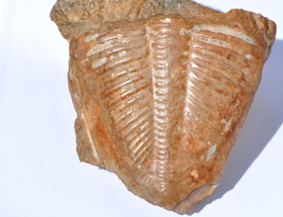 Fossils in Sweden