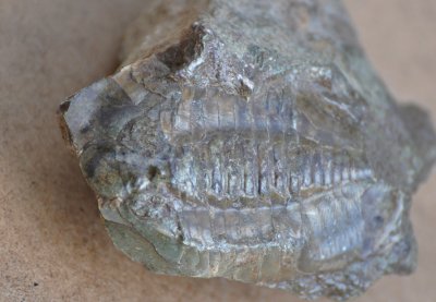 Trilobit (Trilobita/Pygidium/Thorax/Cephalon) land. Sweden
