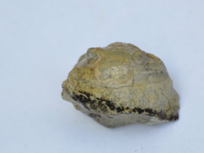 Trilobit (Trilobita/Cephalon) land. Sweden