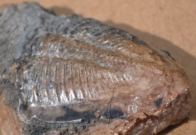 Trilobit (Trilobita/Pygidium) land. Sweden