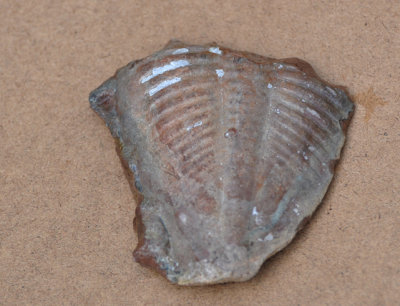 Trilobit (Trilobita/Pygidium) land. Sweden