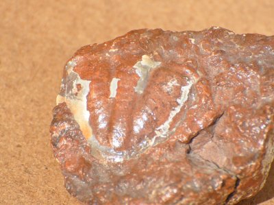 Trilobit (Trilobita/Pygidium) land. Sweden