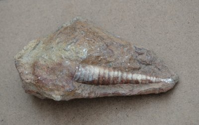 Ortoceratiter.  land. Sweden