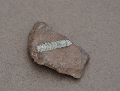 Ortoceratiter.  land. Sweden
