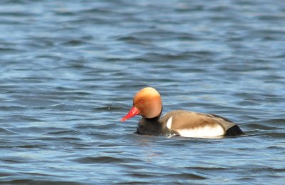 Rdhuvad dykand (Netta rufina)  Ljung. stergtland