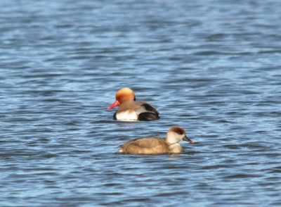 Rdhuvad dykand (Netta rufina)  Ljung. stergtland