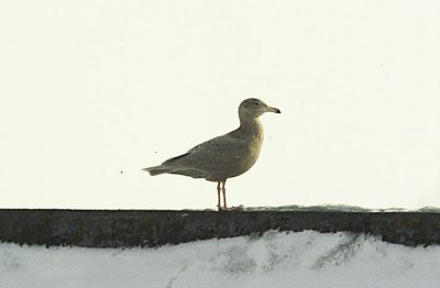 Vittrut (Larus hyperboreus)  Grsgrd  land