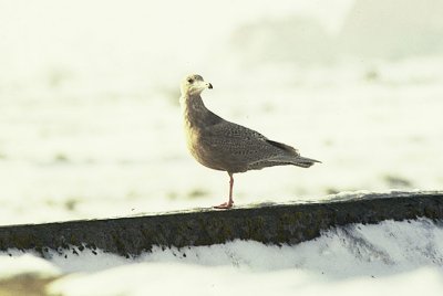 Vittrut (Larus hyperboreus)  Grsgrd  land