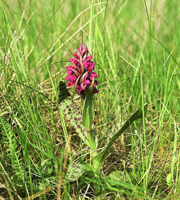 Majnycklar (Dactylorhiza majalis)   1985-06-10