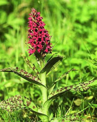 Majnycklar (Dactylorhiza majalis)   1985-06-10