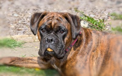 LUCY WITH STONE IN HER MOUTH