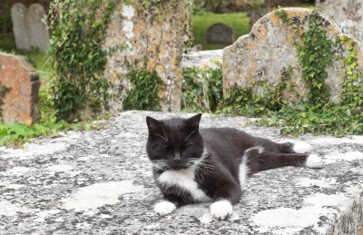 Bures Hamlet Church Cat & Guide