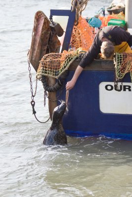 The Harwich Seal