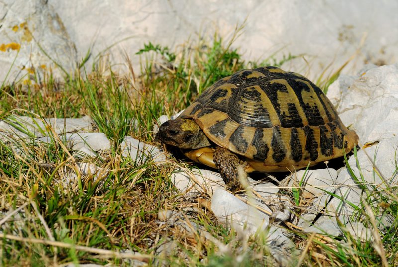 Eurotestudo hermanni - Grka elva - Hermanns tortoise