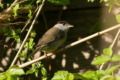 Sylvia Atricapilla - Crnoglavka - Blackcap