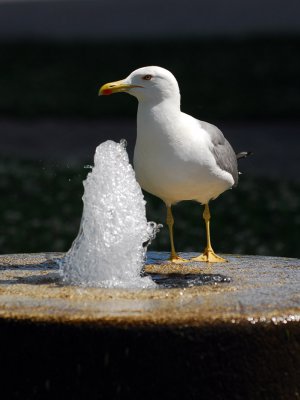 Larus michahellis - Rumenonogi galeb - Yellow legged gull