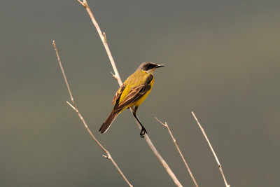 Motacilla flava - Rumena pastirica - Yellow wagtail