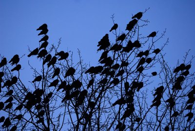 Corvus monedula - Kavka - Jackdaw