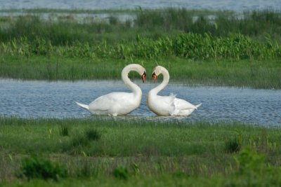 Cygnus olor - Labod grbec - Mute Swan
