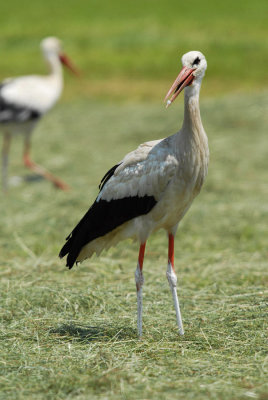 Ciconia ciconia - Bela storklja - White stork