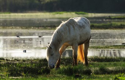 Camargue horse in Nature reserve Isolla della cona