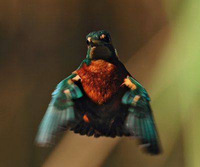 Alcedo atthis - Vodomec - Kingfisher