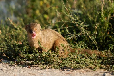 Mungo - Herpestes auropunctatus - Indian mongoose