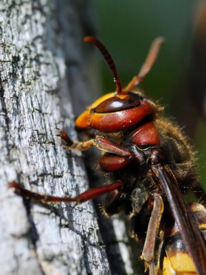 Vespa crabro - Sr¹en - European hornet