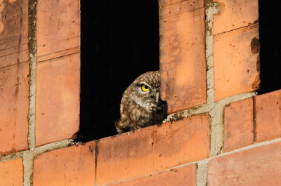 Athene noctua - Cuk - Little owl