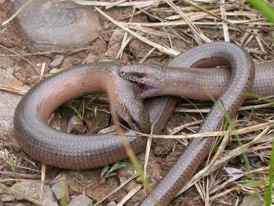 Anguis fragilis - Slepec - Slow-worm